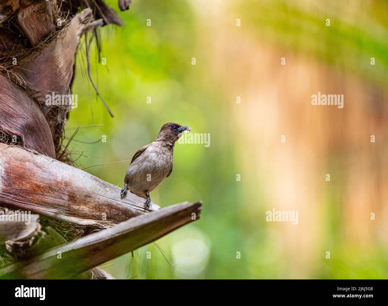 Immagini di Yves Saint Lauren Garden a Marrakesh Foto Stock