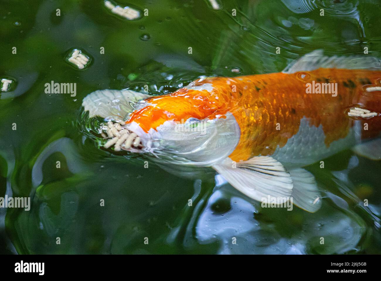 Immagini di Yves Saint Lauren Garden a Marrakesh Foto Stock