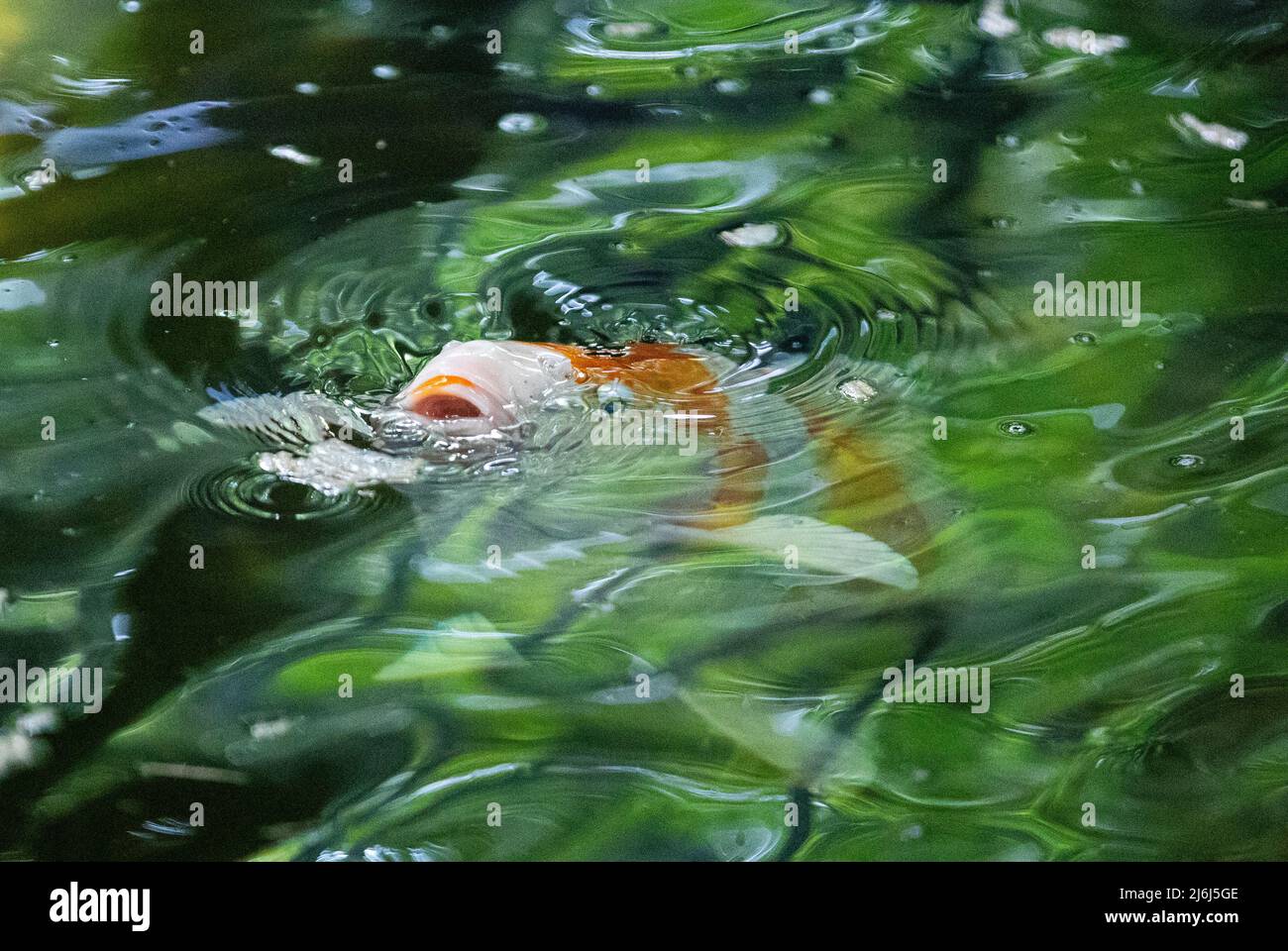 Immagini di Yves Saint Lauren Garden a Marrakesh Foto Stock