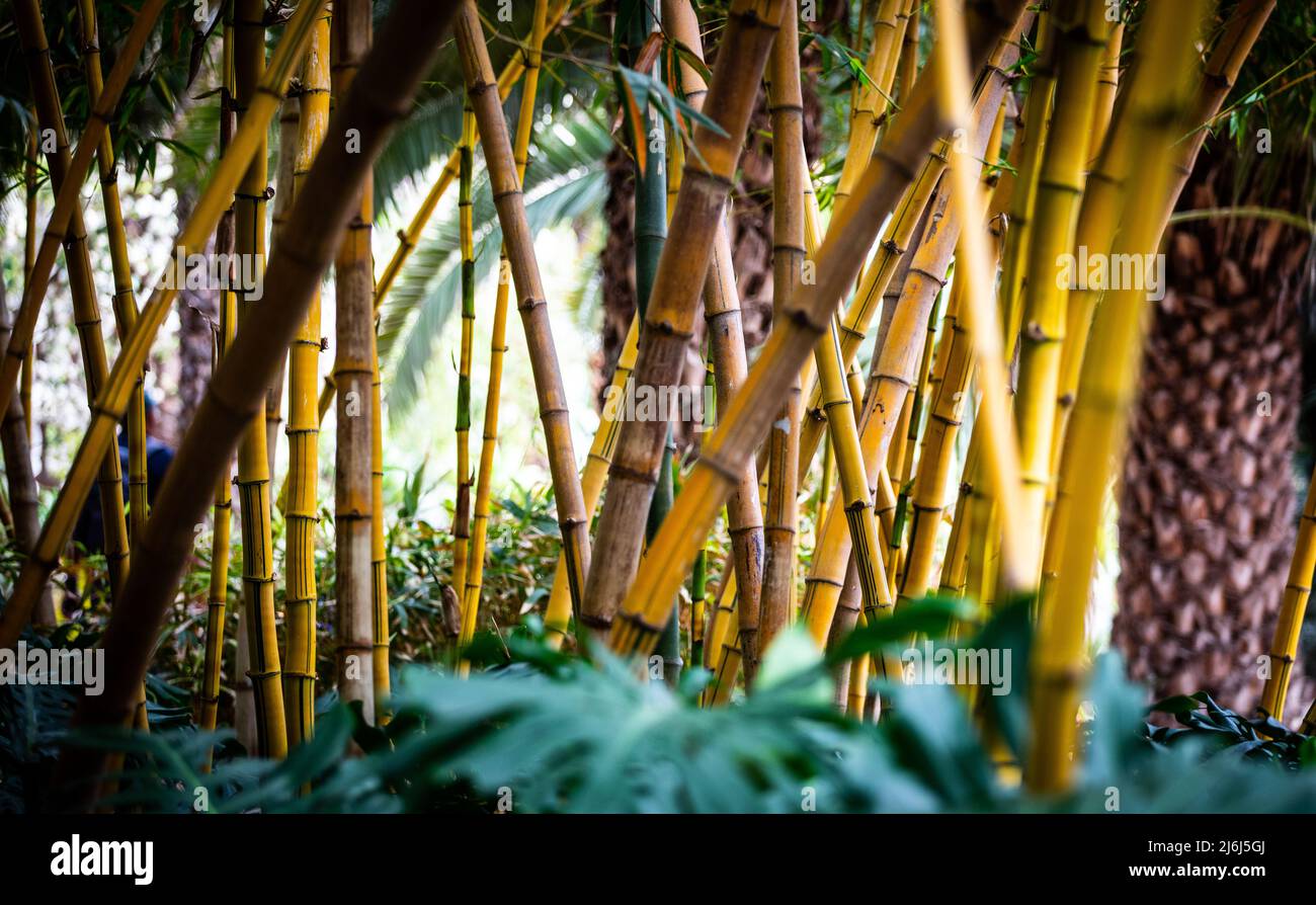 Immagini di Yves Saint Lauren Garden a Marrakesh Foto Stock