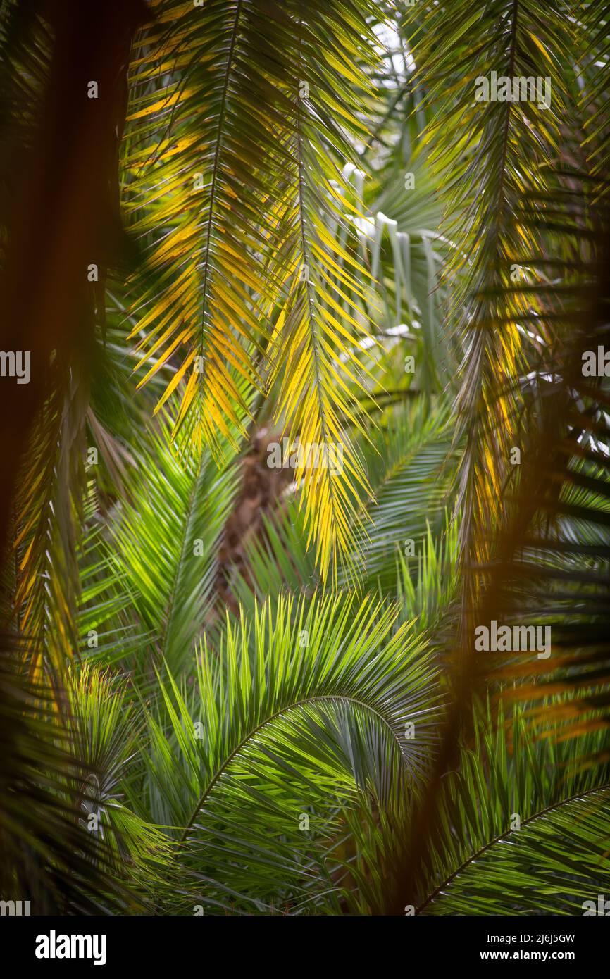 Immagini di Yves Saint Lauren Garden a Marrakesh Foto Stock