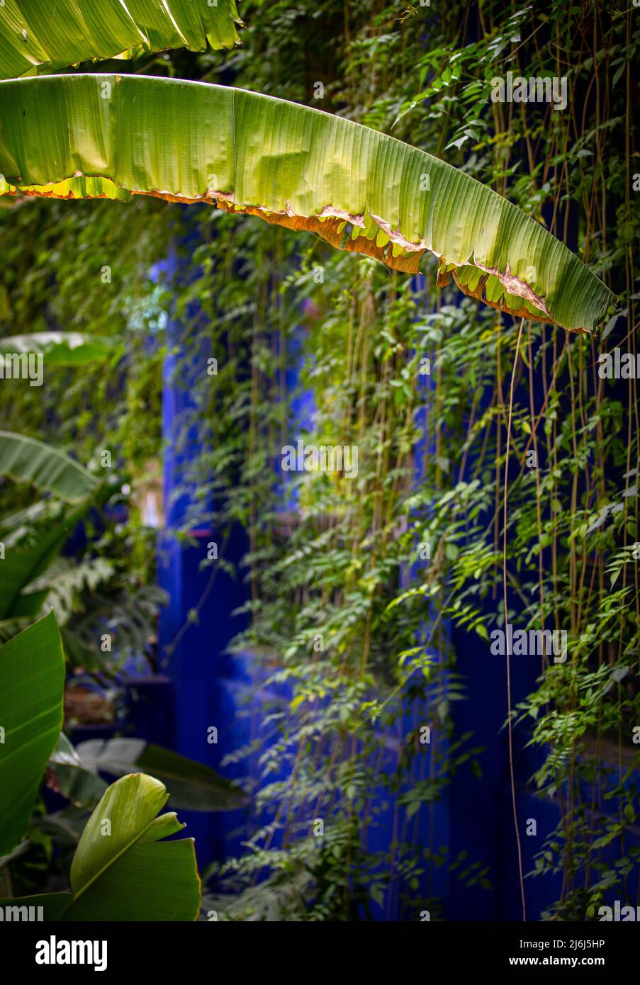 Immagini di Yves Saint Lauren Garden a Marrakesh Foto Stock