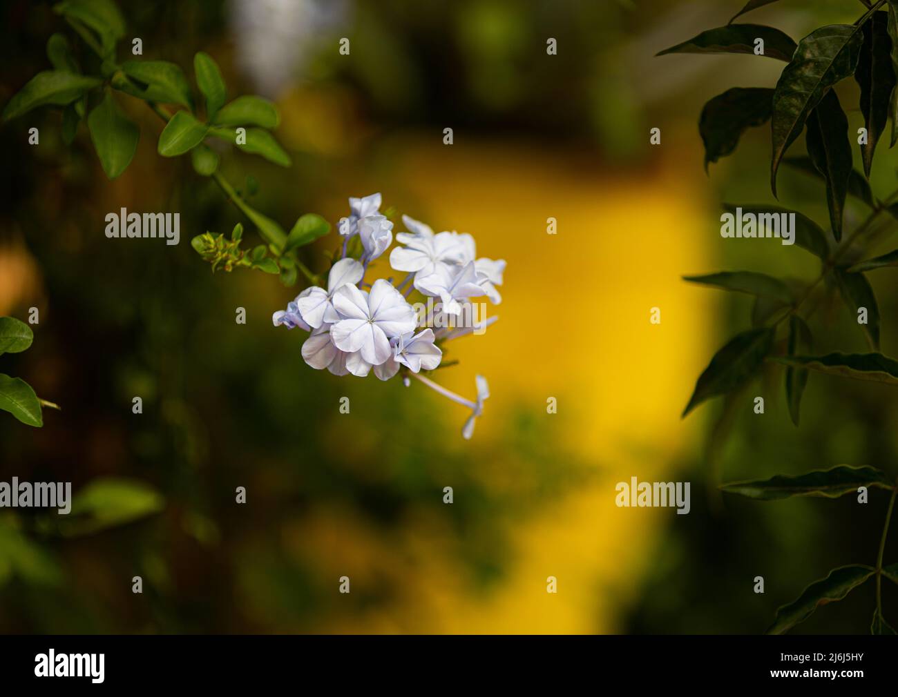 Immagini di Yves Saint Lauren Garden a Marrakesh Foto Stock