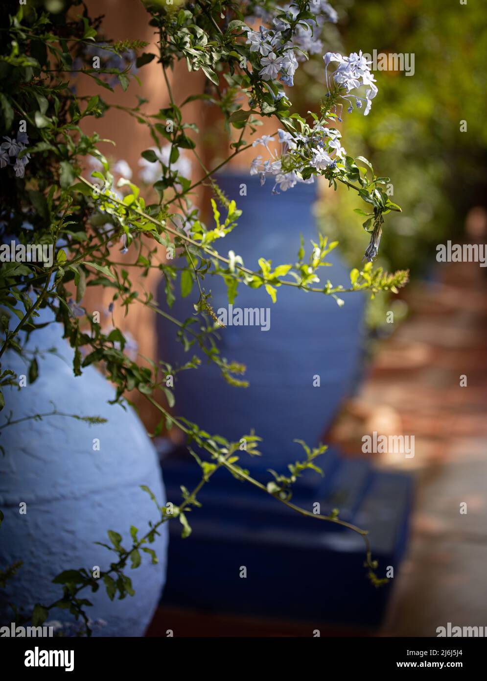 Immagini di Yves Saint Lauren Garden a Marrakesh Foto Stock