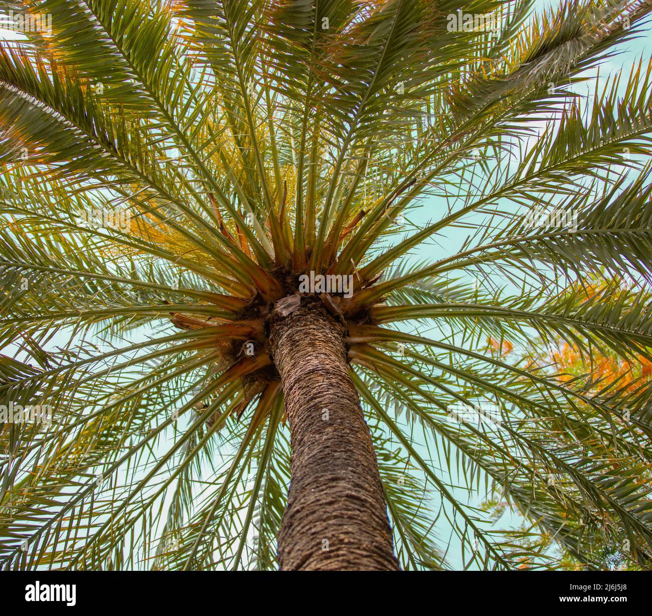 Immagini di Yves Saint Lauren Garden a Marrakesh Foto Stock