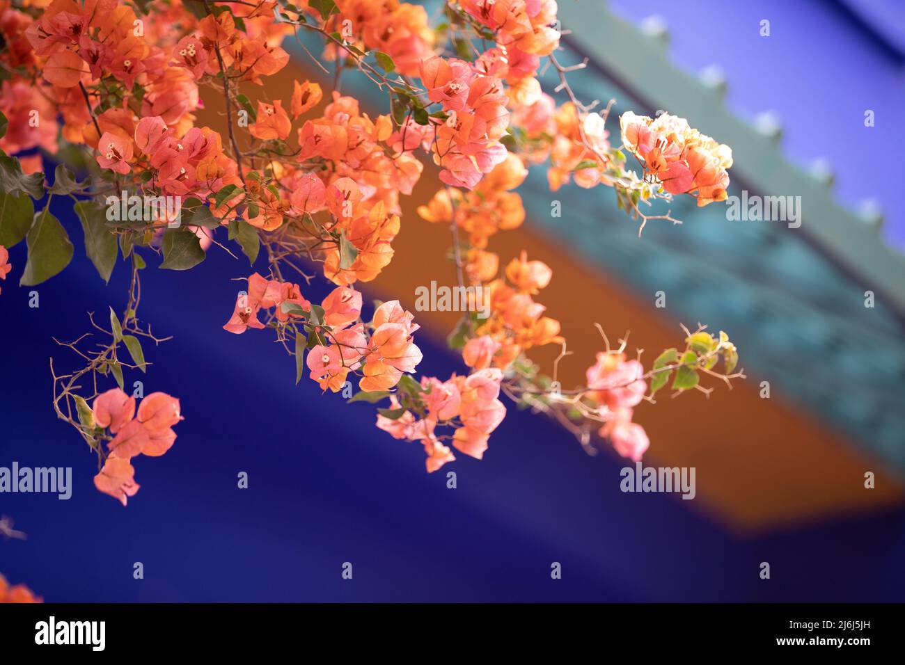 Immagini di Yves Saint Lauren Garden a Marrakesh Foto Stock