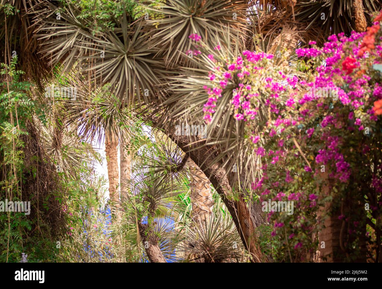Immagini di Yves Saint Lauren Garden a Marrakesh Foto Stock