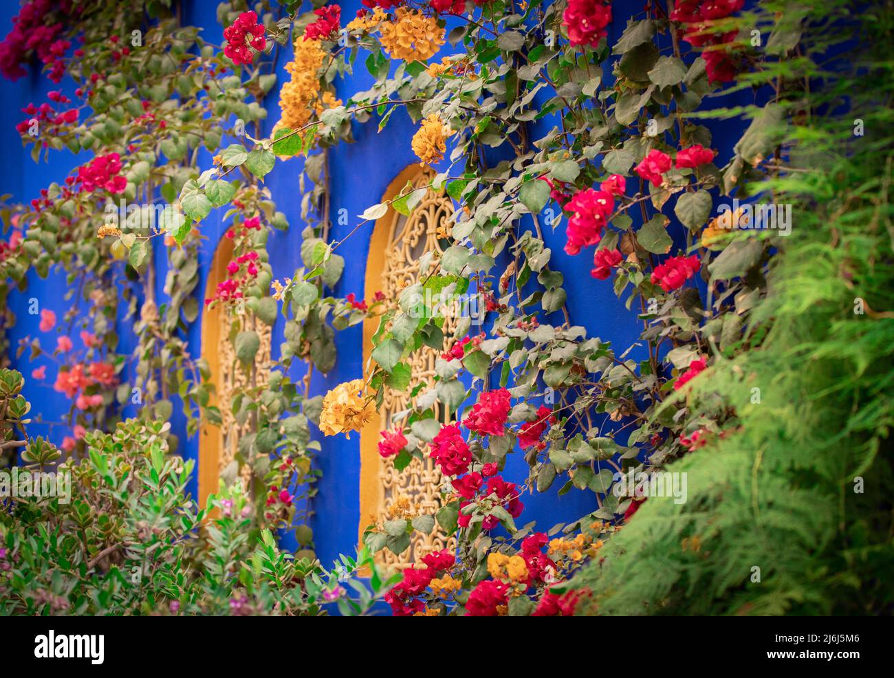 Immagini di Yves Saint Lauren Garden a Marrakesh Foto Stock