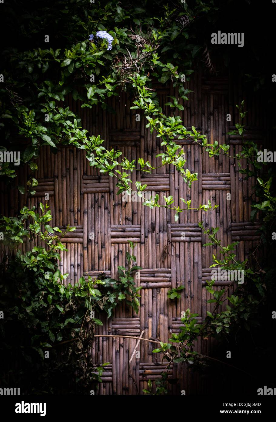 Immagini di Yves Saint Lauren Garden a Marrakesh Foto Stock