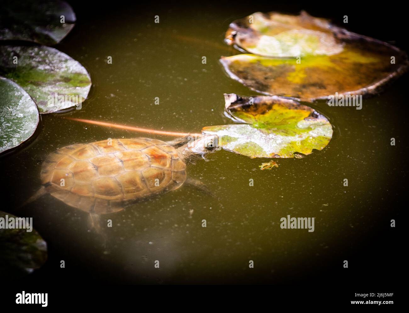 Immagini di Yves Saint Lauren Garden a Marrakesh Foto Stock