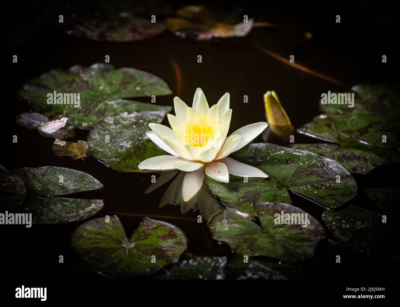 Immagini di Yves Saint Lauren Garden a Marrakesh Foto Stock