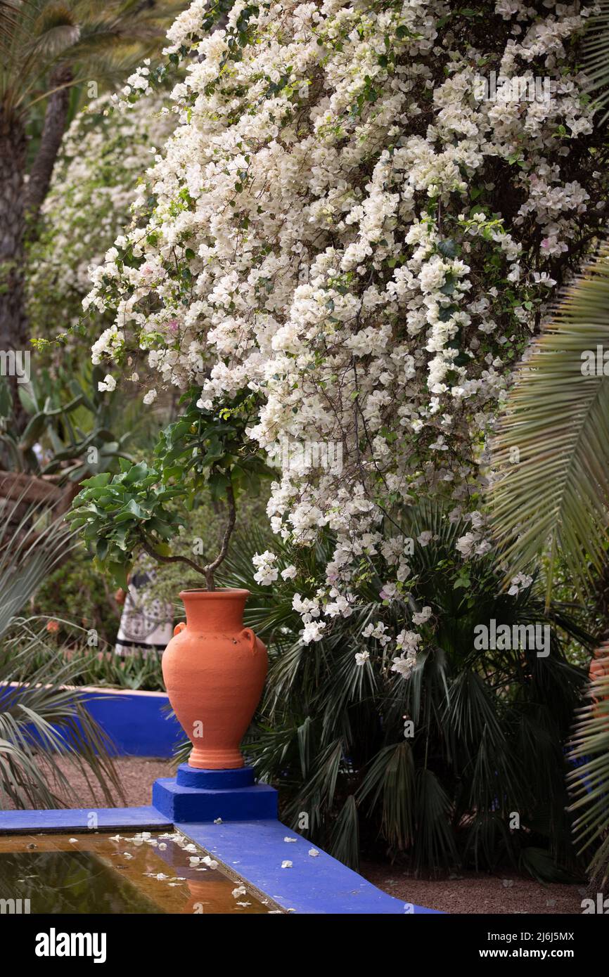 Immagini di Yves Saint Lauren Garden a Marrakesh Foto Stock