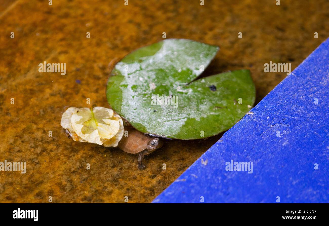 Immagini di Yves Saint Lauren Garden a Marrakesh Foto Stock