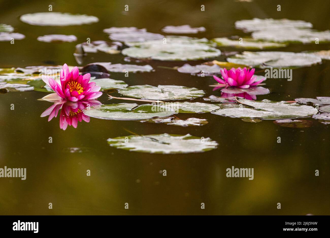 Immagini di Yves Saint Lauren Garden a Marrakesh Foto Stock
