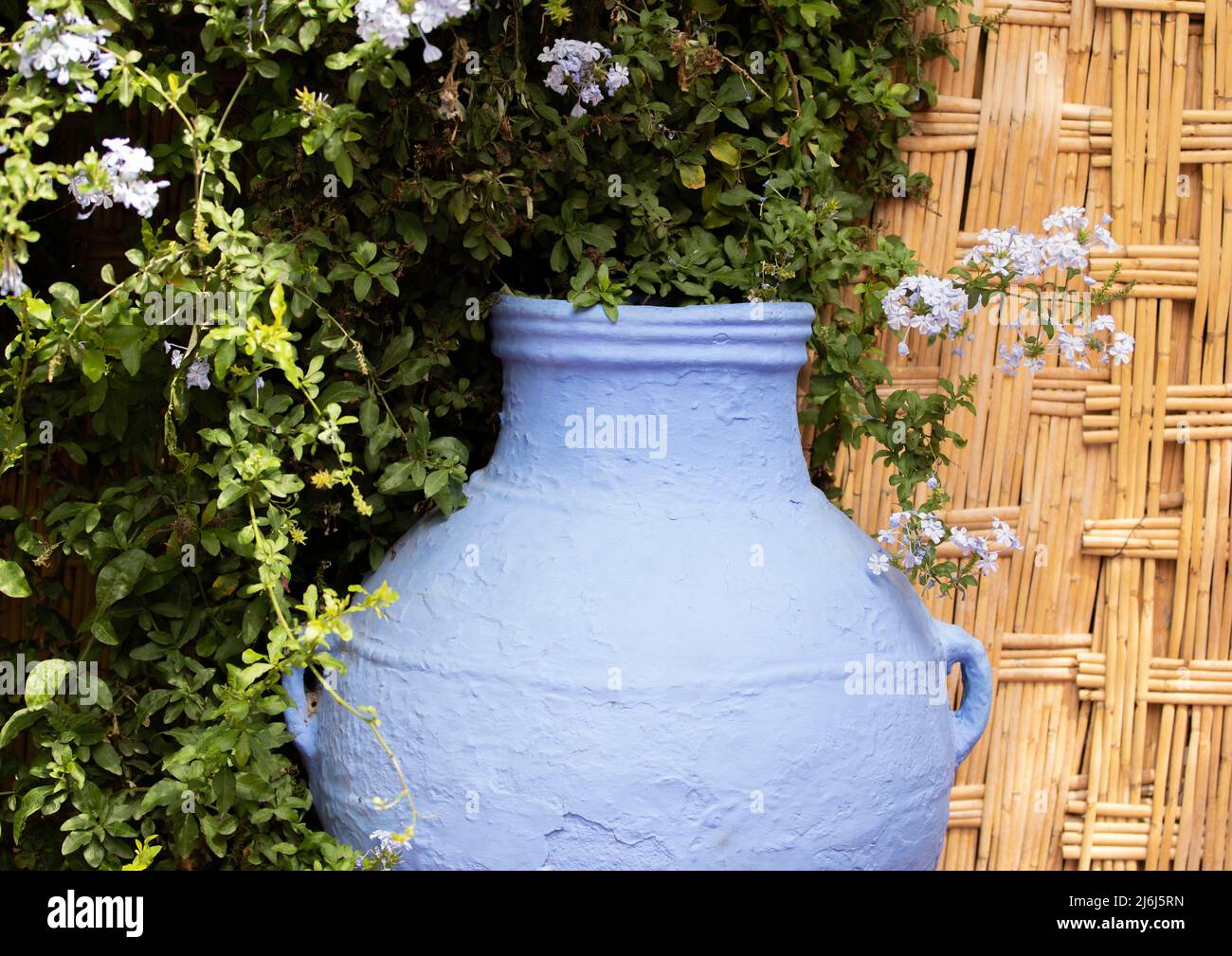 Immagini di Yves Saint Lauren Garden a Marrakesh Foto Stock