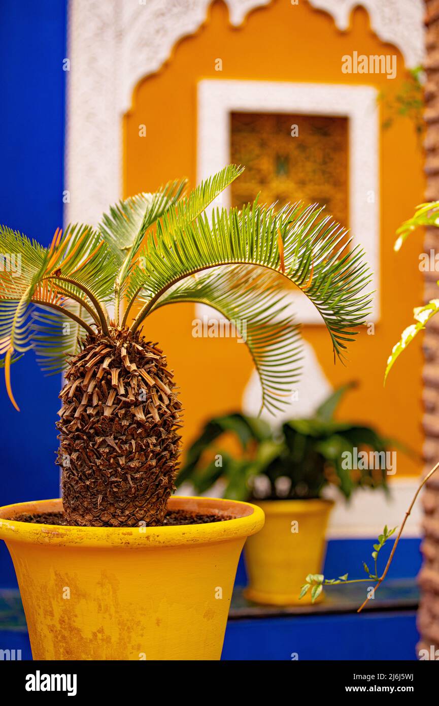 Immagini di Yves Saint Lauren Garden a Marrakesh Foto Stock