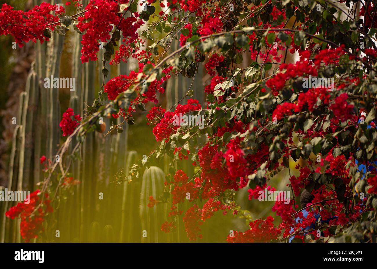 Immagini di Yves Saint Lauren Garden a Marrakesh Foto Stock