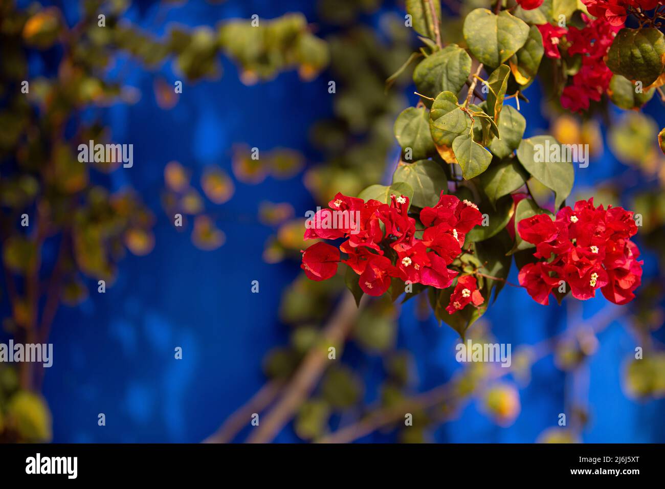 Immagini di Yves Saint Lauren Garden a Marrakesh Foto Stock