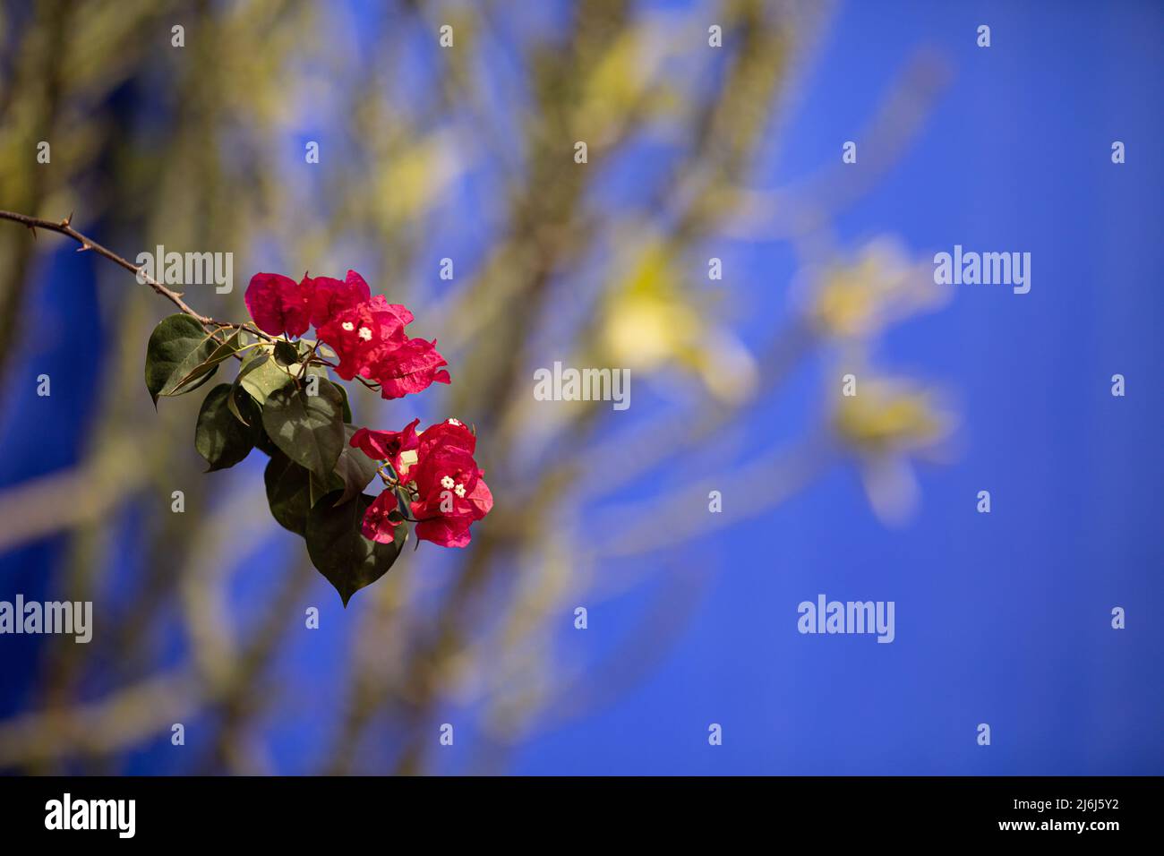 Immagini di Yves Saint Lauren Garden a Marrakesh Foto Stock