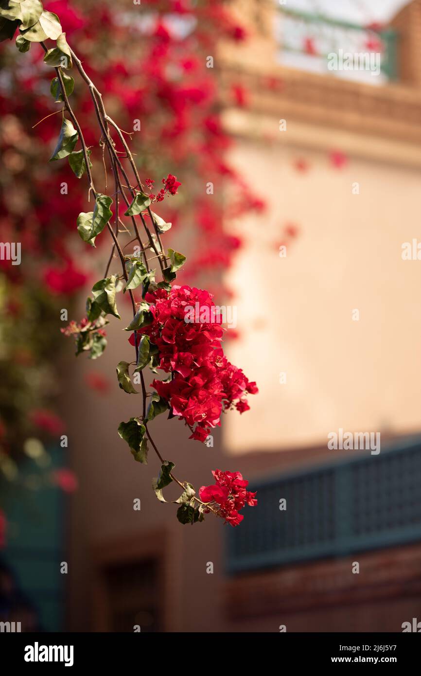 Immagini di Yves Saint Lauren Garden a Marrakesh Foto Stock