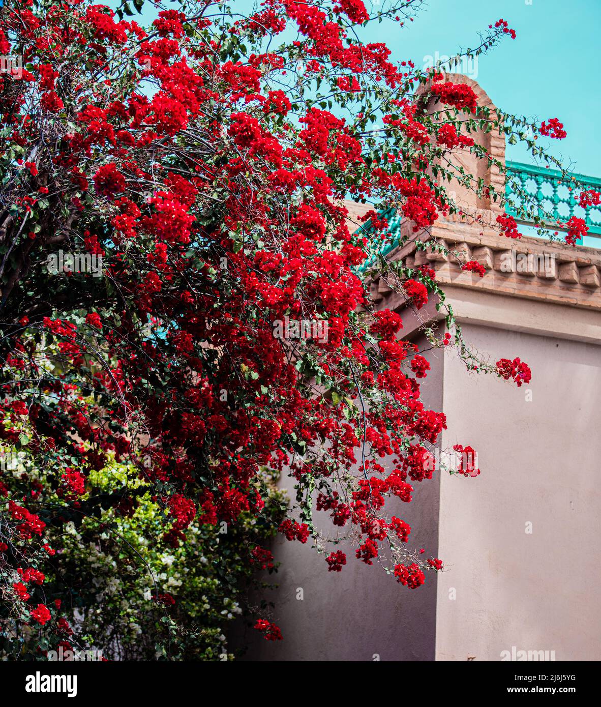 Immagini di Yves Saint Lauren Garden a Marrakesh Foto Stock