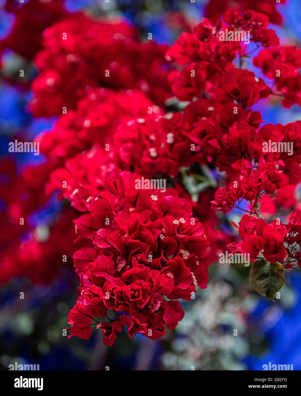 Immagini di Yves Saint Lauren Garden a Marrakesh Foto Stock