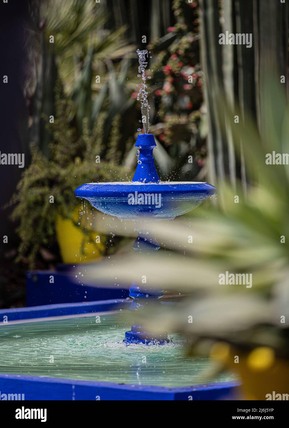 Immagini di Yves Saint Lauren Garden a Marrakesh Foto Stock