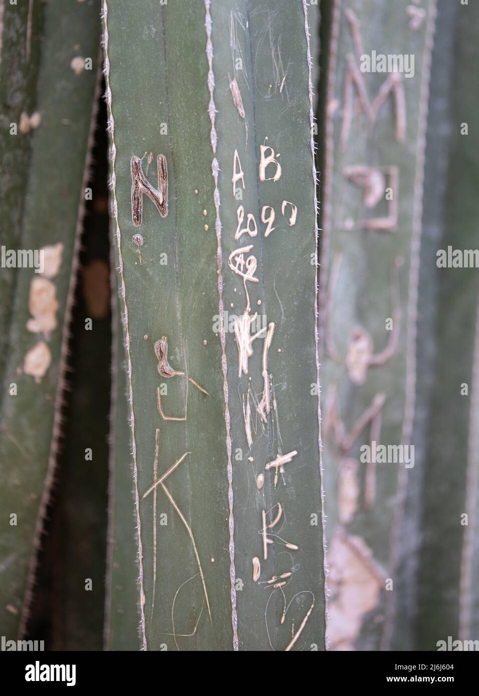 Immagini di Yves Saint Lauren Garden a Marrakesh Foto Stock