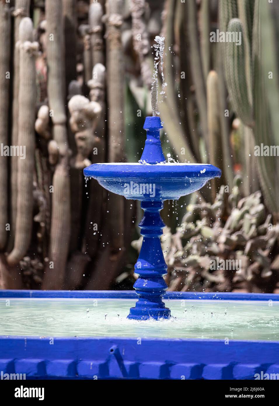 Immagini di Yves Saint Lauren Garden a Marrakesh Foto Stock