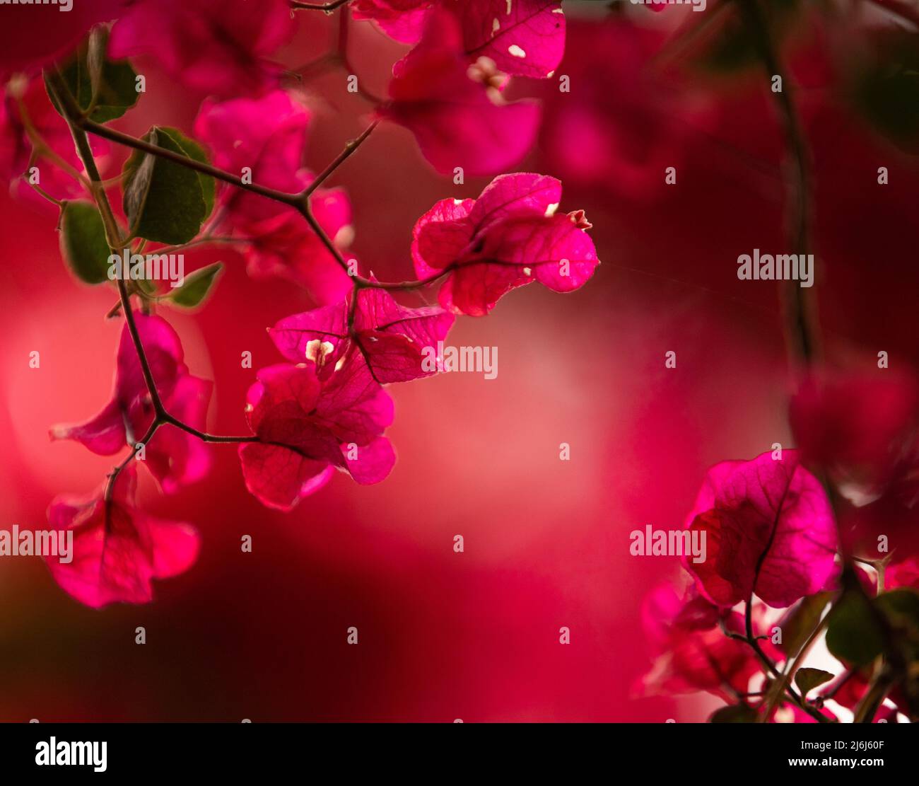 Immagini di Yves Saint Lauren Garden a Marrakesh Foto Stock