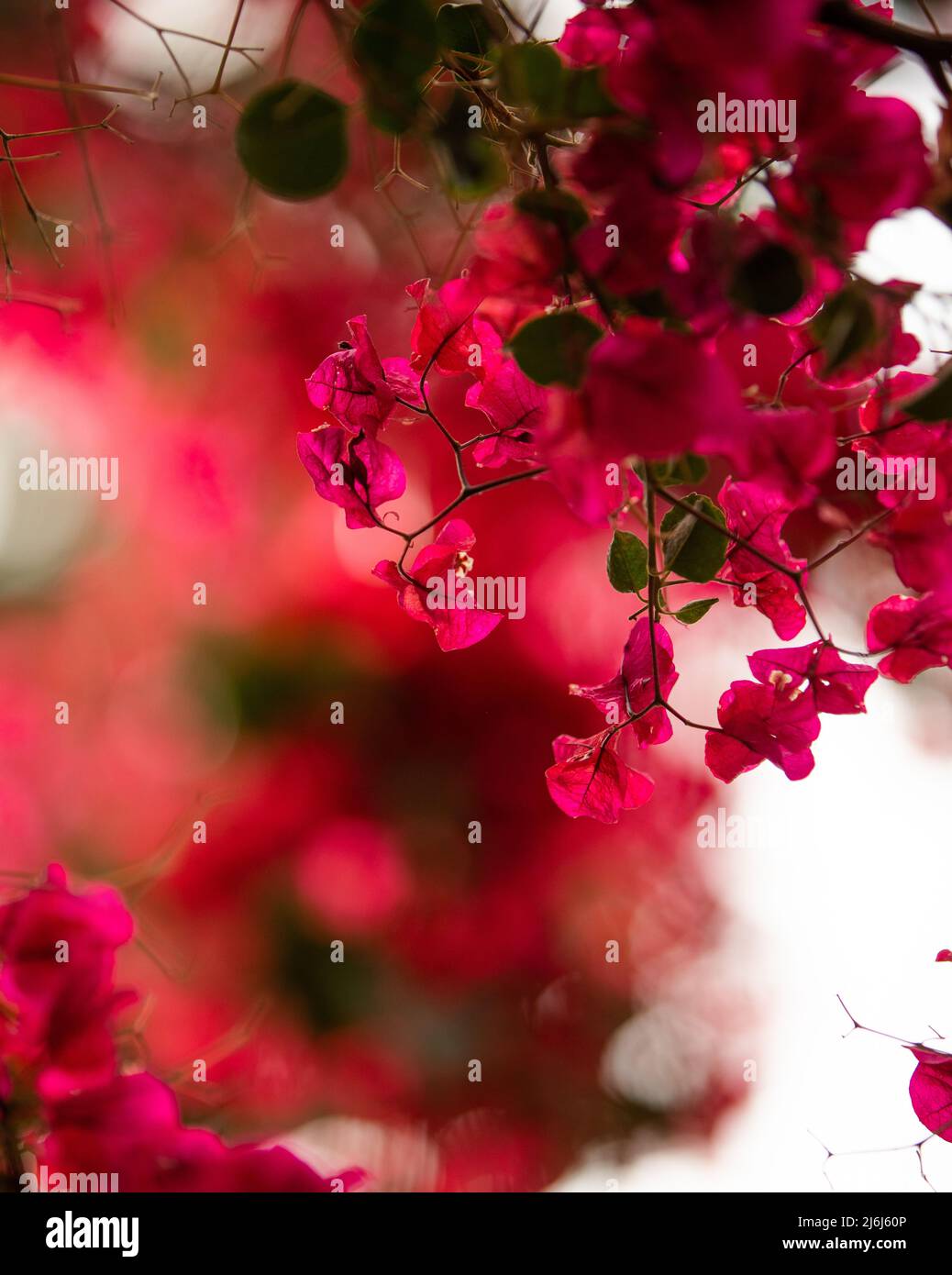 Immagini di Yves Saint Lauren Garden a Marrakesh Foto Stock