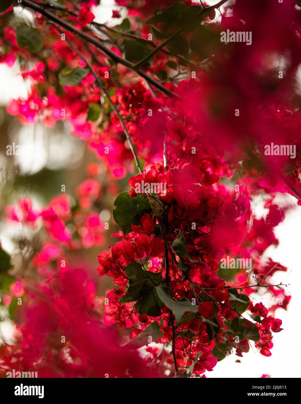 Immagini di Yves Saint Lauren Garden a Marrakesh Foto Stock