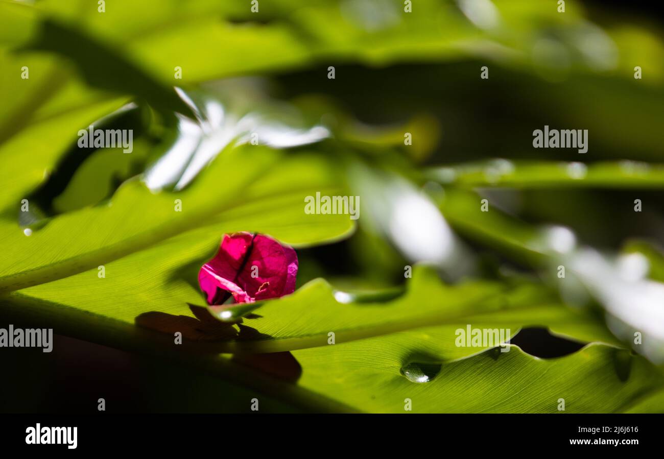 Immagini di Yves Saint Lauren Garden a Marrakesh Foto Stock