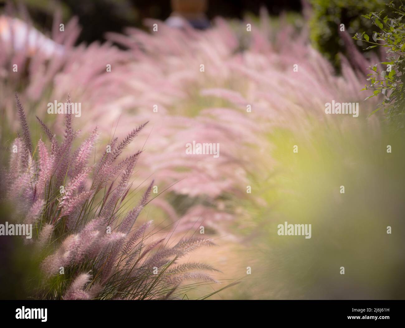 Immagini di Yves Saint Lauren Garden a Marrakesh Foto Stock