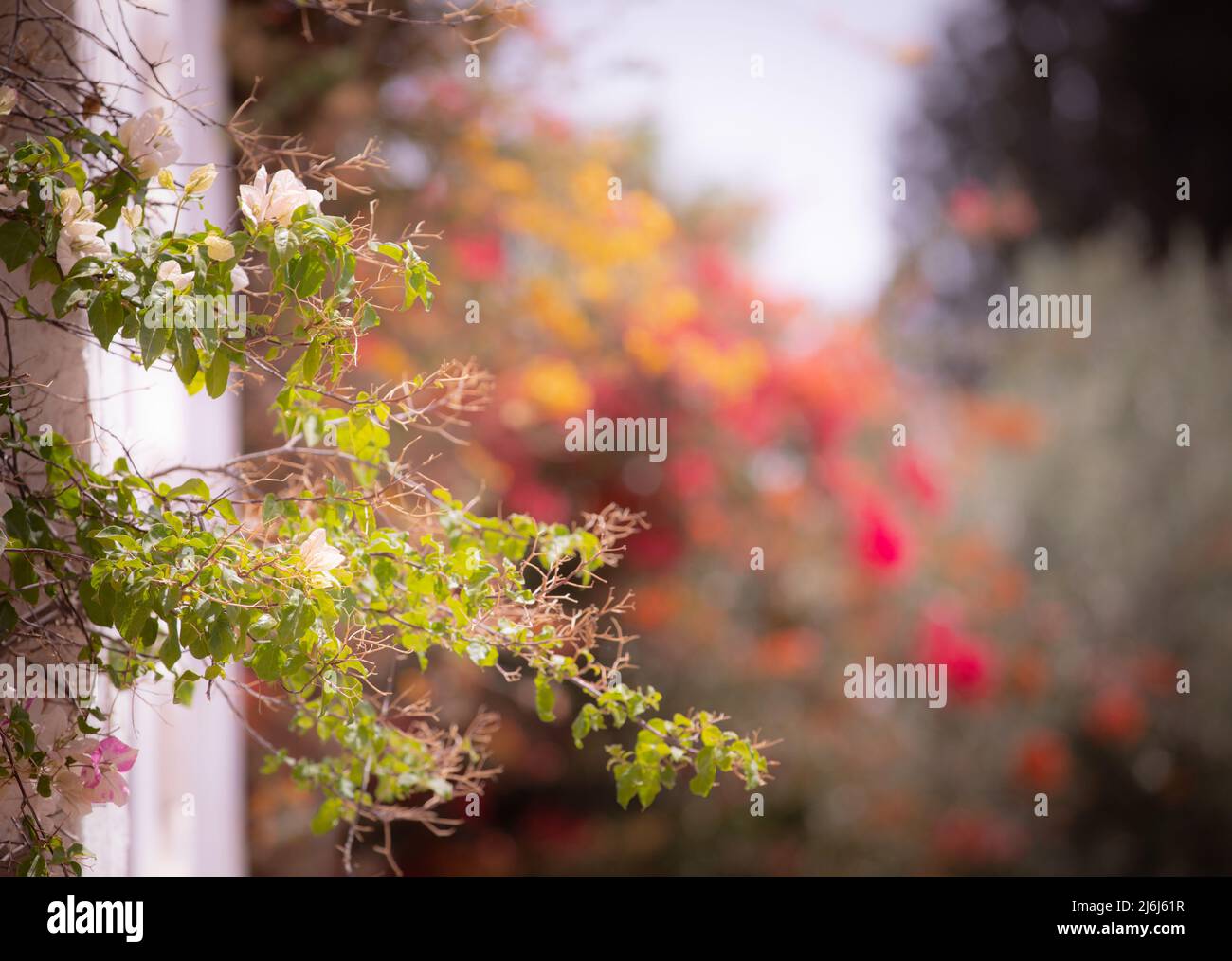 Immagini di Yves Saint Lauren Garden a Marrakesh Foto Stock