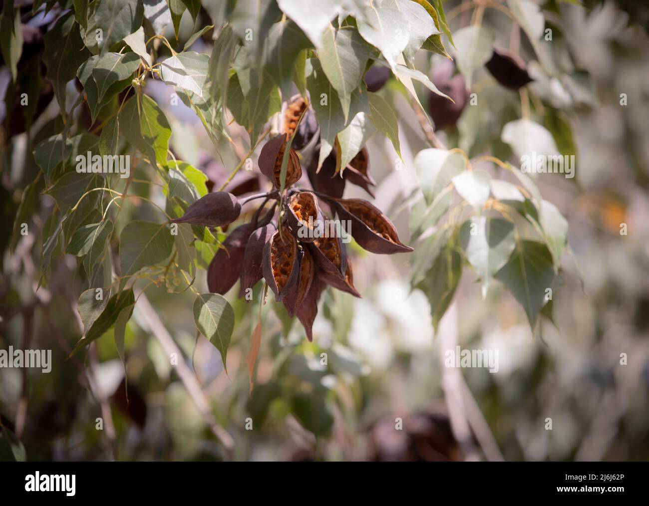 Immagini di Yves Saint Lauren Garden a Marrakesh Foto Stock