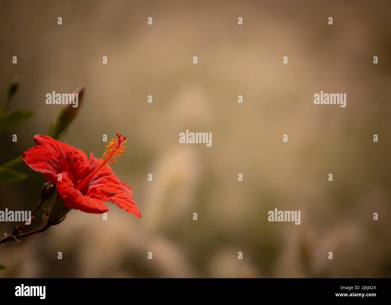 Immagini di Yves Saint Lauren Garden a Marrakesh Foto Stock