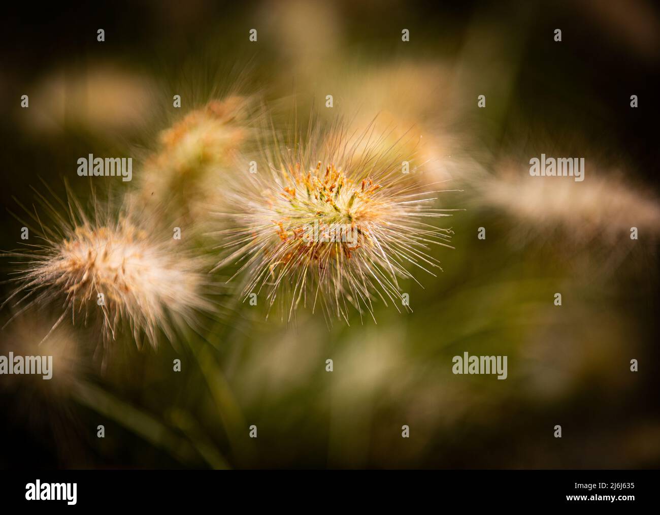Immagini di Yves Saint Lauren Garden a Marrakesh Foto Stock