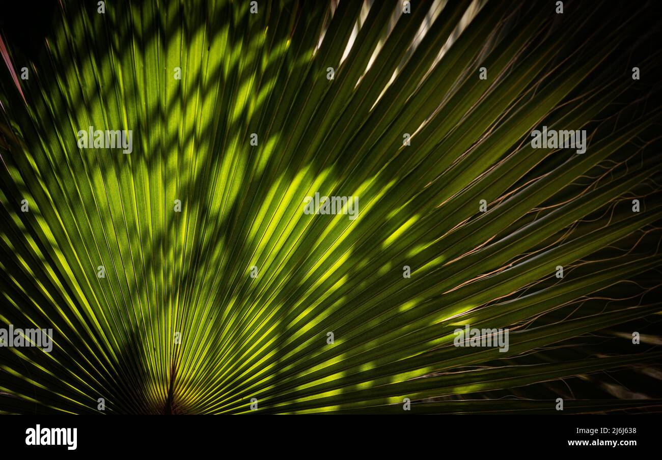 Immagini di Yves Saint Lauren Garden a Marrakesh Foto Stock