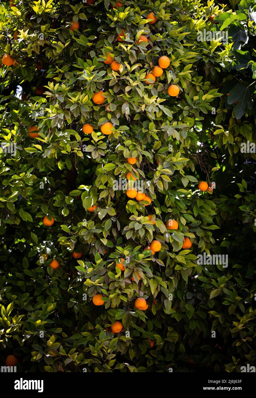 Immagini di Yves Saint Lauren Garden a Marrakesh Foto Stock