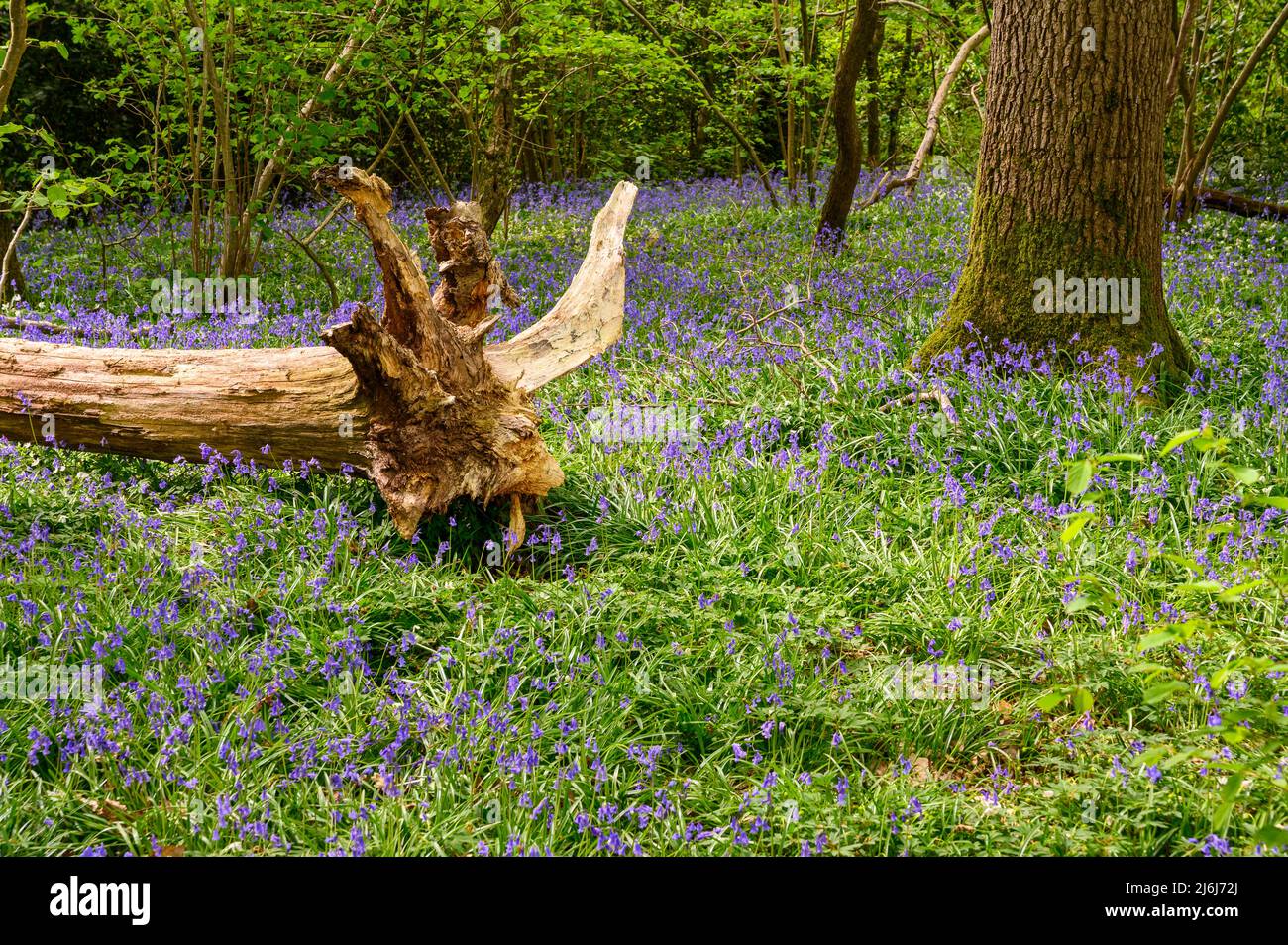 Un albero caduto è lasciato a marcire sulla terra fra le bluebells in un bosco alla periferia di Billingshurst nel Sussex occidentale, Inghilterra. Foto Stock