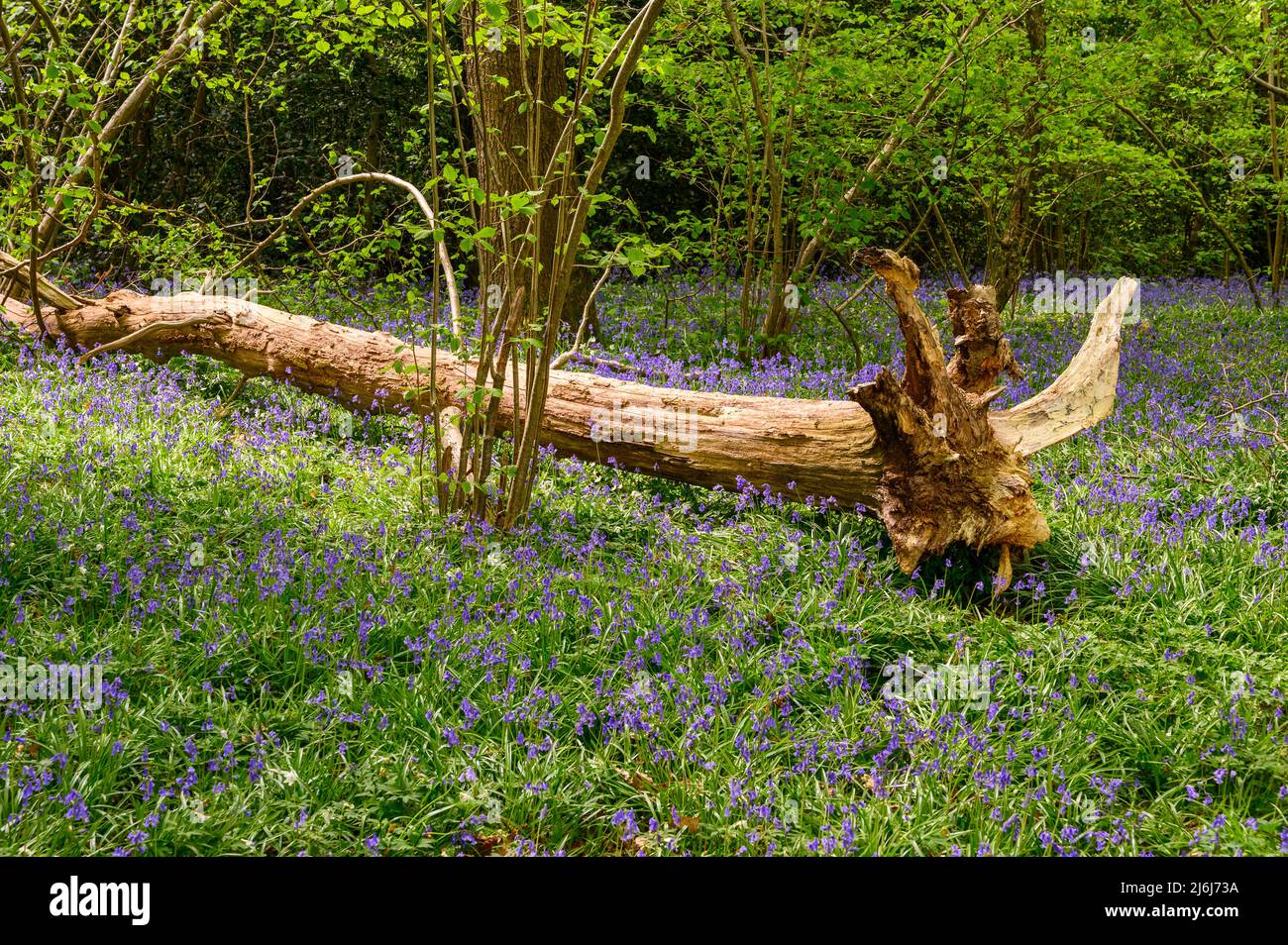 Un albero caduto è lasciato a marcire sulla terra fra le bluebells in un bosco alla periferia di Billingshurst nel Sussex occidentale, Inghilterra. Foto Stock