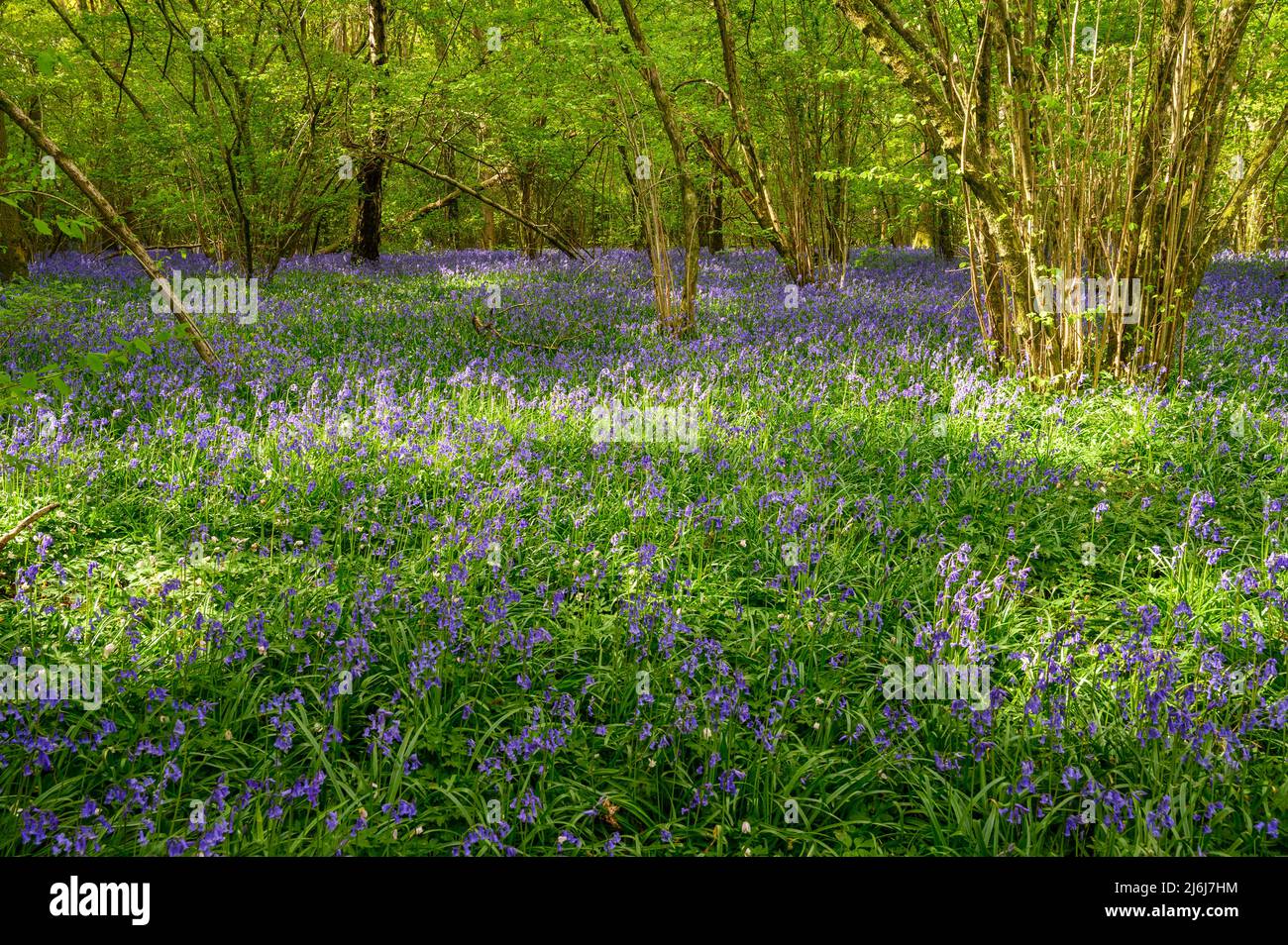 La luce del sole splende su alberi e bluebells che coprono il pavimento della foresta in un bosco alla periferia di Billingshurst nel Sussex occidentale, Inghilterra. Foto Stock