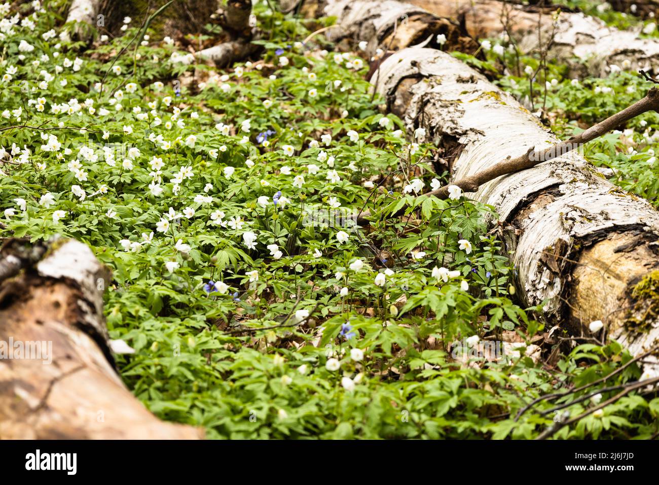Fiori bianchi o Hepatica Nobilis che fioriscono intorno tronchi di legno nella foresta Foto Stock