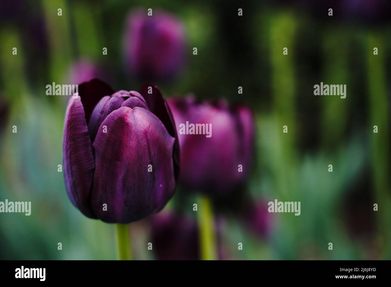 Sfondo tulipani viola scuro, fuoco selettivo Foto Stock