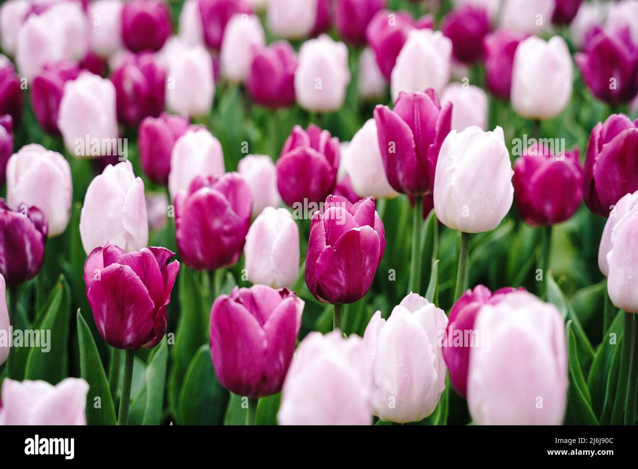 Sfondo tulipani viola e rosa, fuoco selettivo Foto Stock