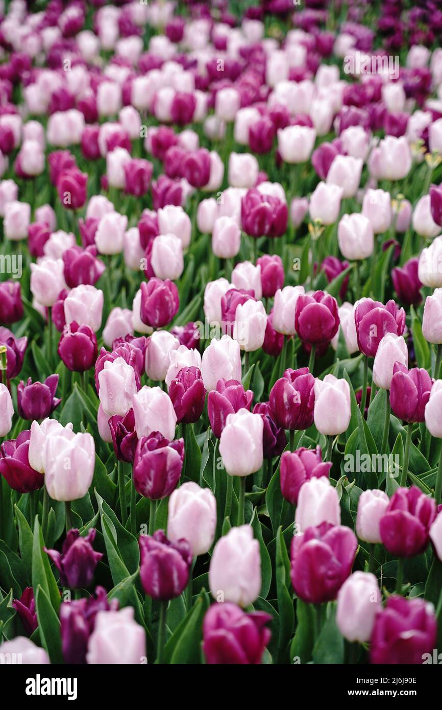 Sfondo tulipani viola e rosa, fuoco selettivo Foto Stock