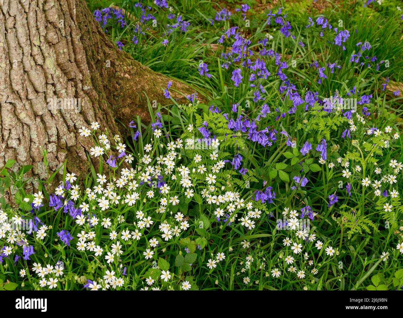 Bluebells e fiori bianchi di flox che crescono sul terreno intorno alla base di un albero maturo in bosco vicino a Billingshurst nel Sussex occidentale, Inghilterra. Foto Stock