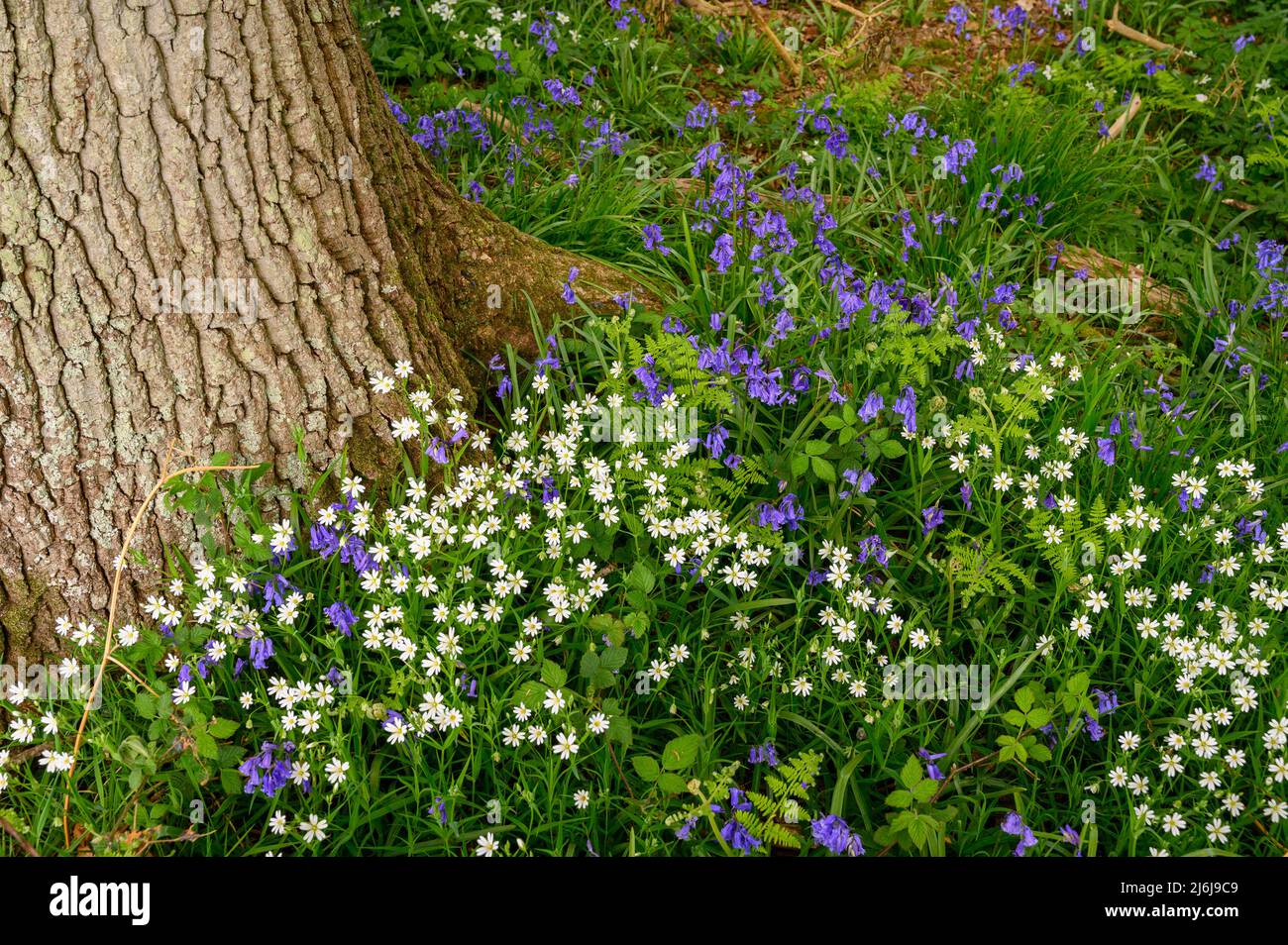 Bluebells e fiori bianchi di flox che crescono sul terreno intorno alla base di un albero maturo in bosco vicino a Billingshurst nel Sussex occidentale, Inghilterra. Foto Stock