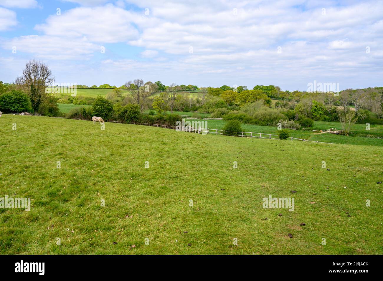 Qualche pecora che pascola in un campo in paese agricolo con pascoli e boschi su dolci colline ondulate vicino a Bilingshurst nel Sussex occidentale, Inghilterra. Foto Stock